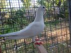 Pigeon