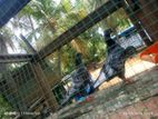 Pigeons
