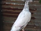 Pigeon