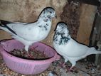 Pigeon