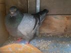Pigeon