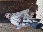 Pigeon