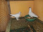 Pigeon