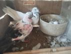 Pigeon
