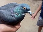 Pigeon