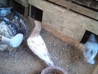 Pigeon