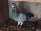 Pigeon