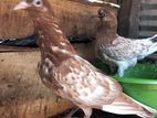 Pigeon