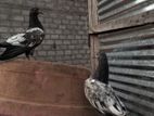 Pigeons