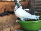 Pigeon