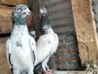 Pigeon