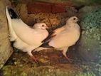 pigeon