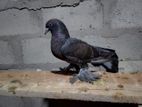 Pigeon