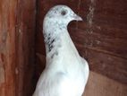 Pigeon High Fliyer