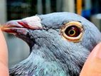 Pigeons