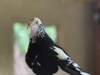 Pigeon Indian Kiran