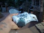 Indian Pigeons