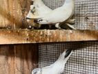 Pigeon