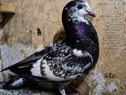 Pigeon Male
