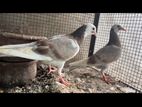 pigeon Mother
