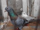 Pigeon Pair