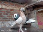 Pigeon Pair