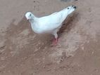 pigeon pair