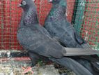 Pigeons