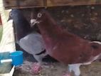 Pigeon Pair