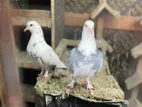 Pigeon Pair with Chicks