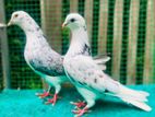 Pigeon Pairs