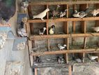 Pigeons