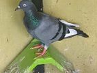 Pigeons