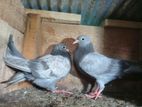 Pigeon