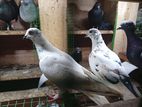 Pigeon