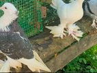 Pigeons