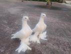 pigeon