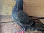 pigeon පරවියන්