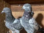Pigeon