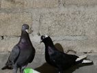 Pigeons