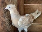 Pigeon