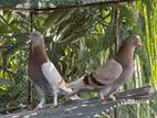 Pigeon