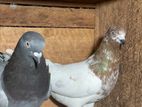 Pigeons