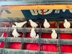 Pigeons