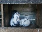 Pigeons