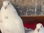 Pigeon