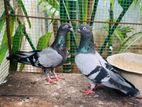 Pigeon