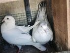 Pigeons
