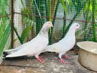 Pigeon Sale