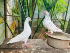 Pigeon Sale